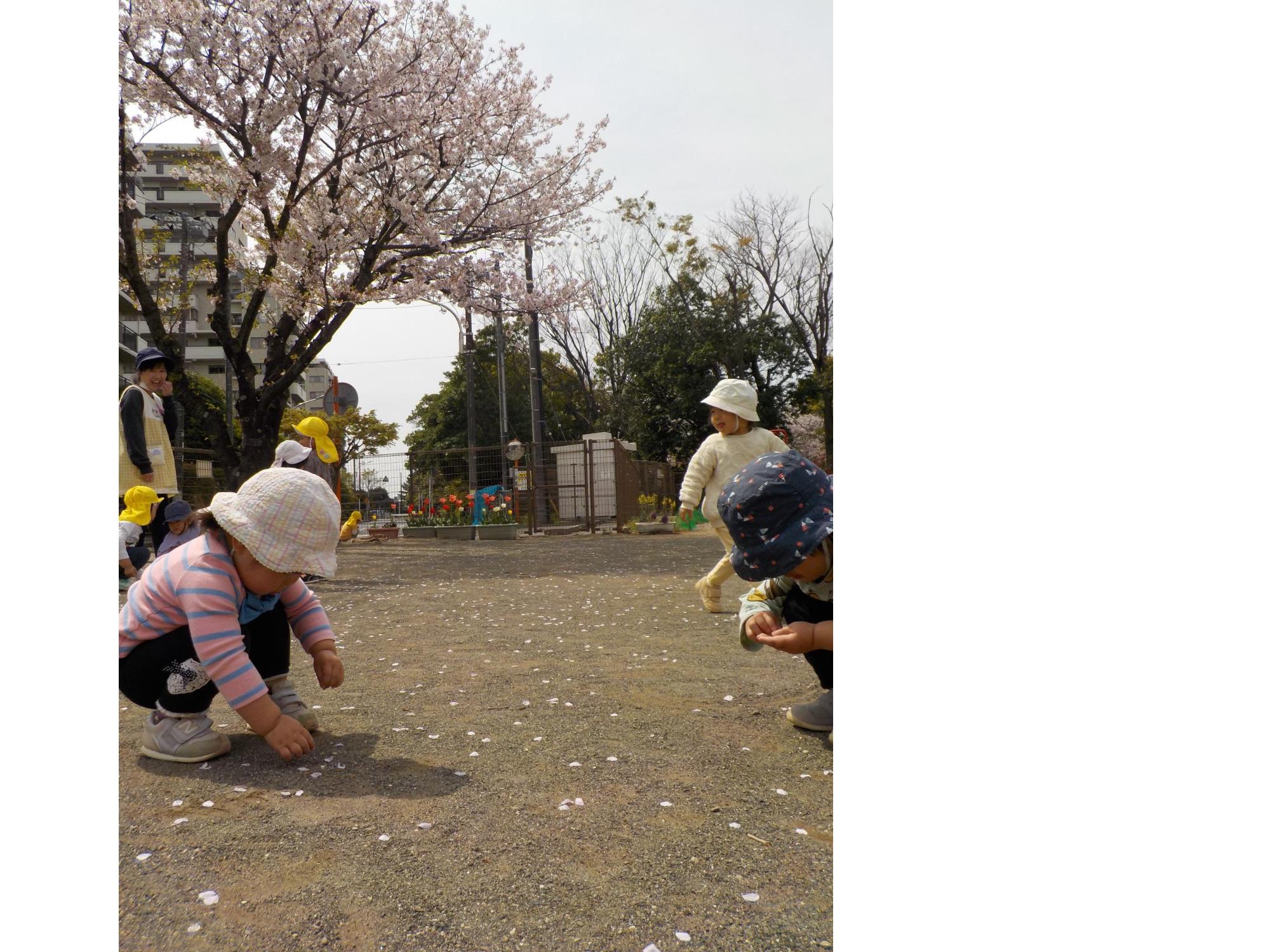 桜の花びら