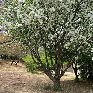 谷津コミュニティセンターの梅りんごの木の画像
