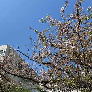 青空と桜の画像