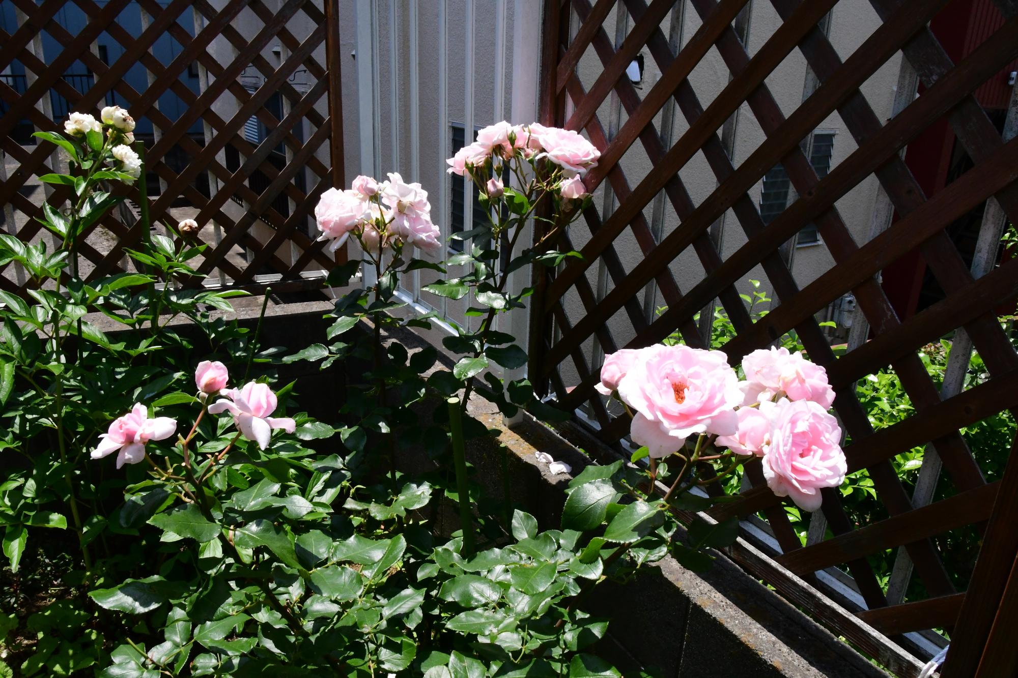 画像：ピンクのバラ