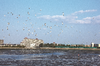 沢山の渡り鳥が谷津干潟から飛び立っている写真