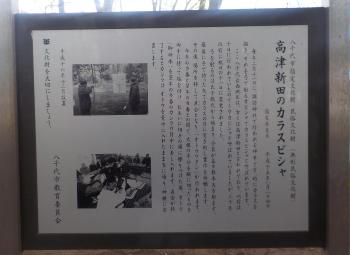 2枚の白黒写真と説明書きがなされている高津新田のカラスビシャの説明板の写真