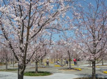 間隔をあけて満開のソメイヨシノの桜の木が植えてあるさくら広場のイラスト