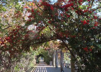鮮やかな色の真っ赤な花が咲いてトンネルになっている谷津干潟遊歩道の写真