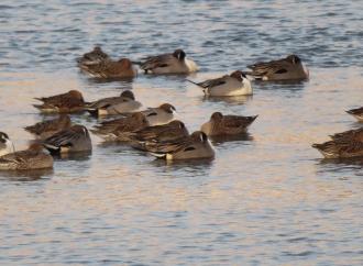 干潟で羽を休める野鳥の群れをアップで撮影した写真