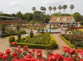 広大なバラ園に植物や沢山の色のバラが植えられ、噴水が設置されている谷津バラ園の全体の写真