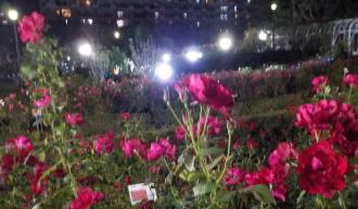 日が暮れてピンク色のバラの花がライトで照らされている写真