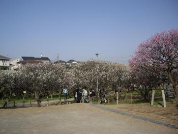 満開のピンク色や白色の梅の花が咲いている梅林園の写真