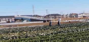 広大な農地に沢山の野菜が植えられている写真