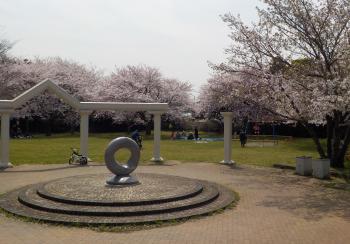 手前にモニュメントがあり芝生広場を囲んで満開の桜の木が立ち並んでいる屋敷近隣公園内の写真