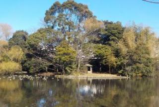 池の中央の小島の左側に沢山の野鳥が羽根を休めて浮かんでいる菊田水鳥公園内の写真
