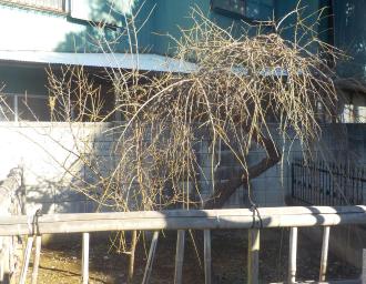 竹の柵で囲まれた中に植えてある親子梅の木の写真