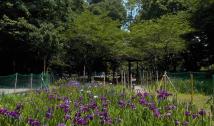 鮮やかな紫色の菖蒲の花が咲いている菖蒲園の写真