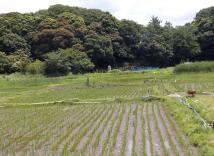 田植え直後の田んぼが広がるほたる野の初夏の風景の写真