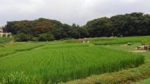 青々とした稲が真っすぐに伸びている田んぼが広がるほたる野の真夏の風景の写真