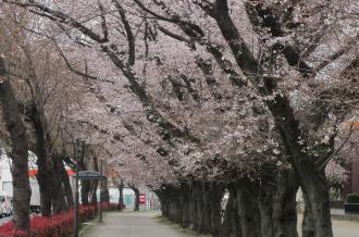 歩道沿いに桜の花が満開の大きな木が立ち並んでいる実花緑地のサクラ並木の写真