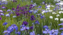 白色や紫色の菖蒲の花が咲いている実籾本郷公園内の菖蒲田の写真