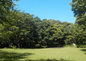 芝生広場の奥に木々が鬱蒼と茂っている鷺沼城址公園内の写真