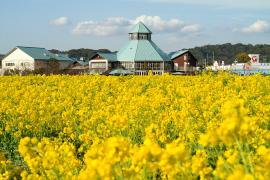 一面に黄色い花の咲いた南房総の風景の写真