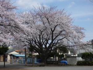 習志野市名木百選の大きな桜の木が咲いている様子の写真