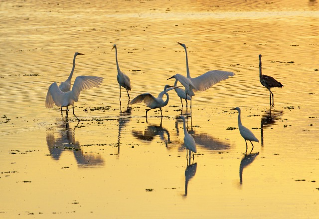 黄金色に染まる谷津干潟に佇む白鷺たちの写真