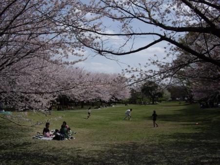 桜の咲く香澄公園でレジャーシートを敷いて花見をしたり広場を走っている人たちの写真