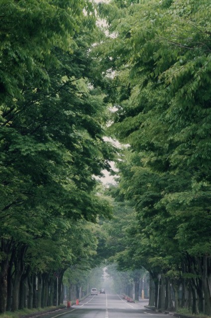 東習志野六丁目と七丁目の境道にあるけやき並木が朝露で霞がかかっている様子の写真