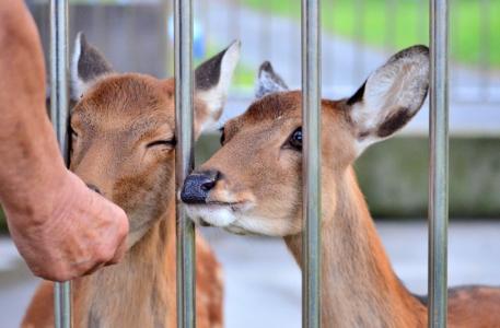 鉄の柵の間から顔を出して餌を貰おうとする鹿たちの写真