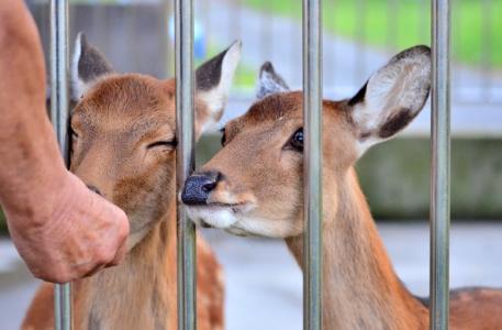 鉄の柵の間から顔を出して餌を貰おうとする鹿たちの写真
