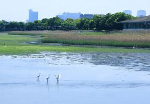 谷津干潟に三羽の鳥が停まり、一羽が羽根を広げている様子の写真