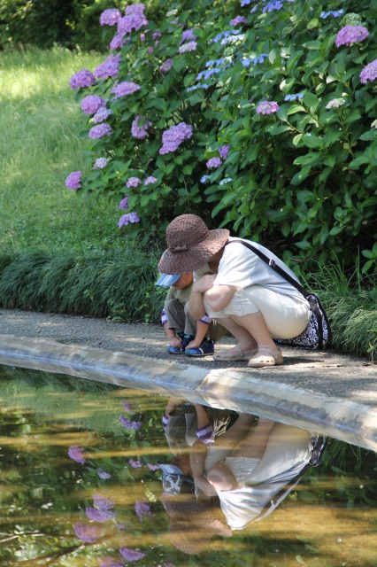アジサイの咲く香澄公園で親子がしゃがんで池を覗いている様子の写真