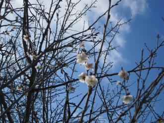 白い十月桜の花が咲いている枝の写真