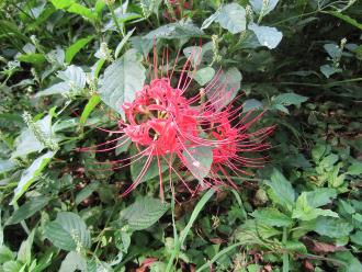 鮮やかな赤色の曼珠沙華の花の写真