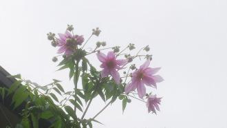薄いピンク色の花を咲かせた皇帝ダリヤの写真