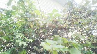 木になっているキウイフルーツの実の写真