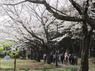 満開の桜の木の下を歩いている参加者の写真