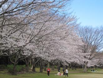 大きく伸びた木の枝に桜の花が満開に咲いている写真