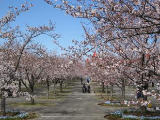 道の両側に桜の花が満開に咲いている、さくら広場の並木道の写真