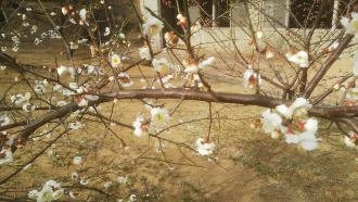 白い花が咲いている梅の木の写真