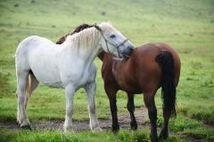 草原に立つ白い馬と茶色い馬の写真