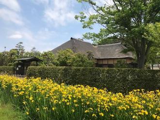 沢山の黄菖蒲の花に囲まれた旧鴇田家の写真