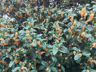 オレンジ色のキンモクセイの花の写真