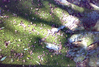 地面に落ちている落ち葉に木漏れ日が射している写真