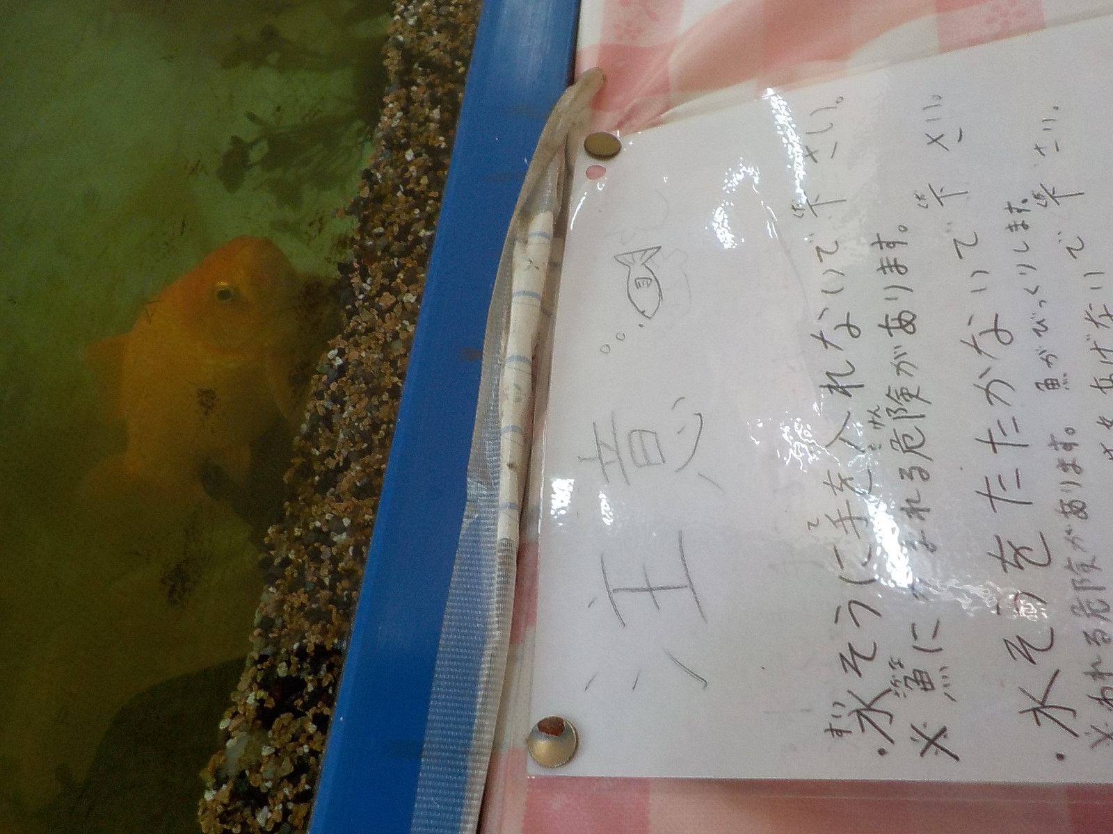 生きものの世話