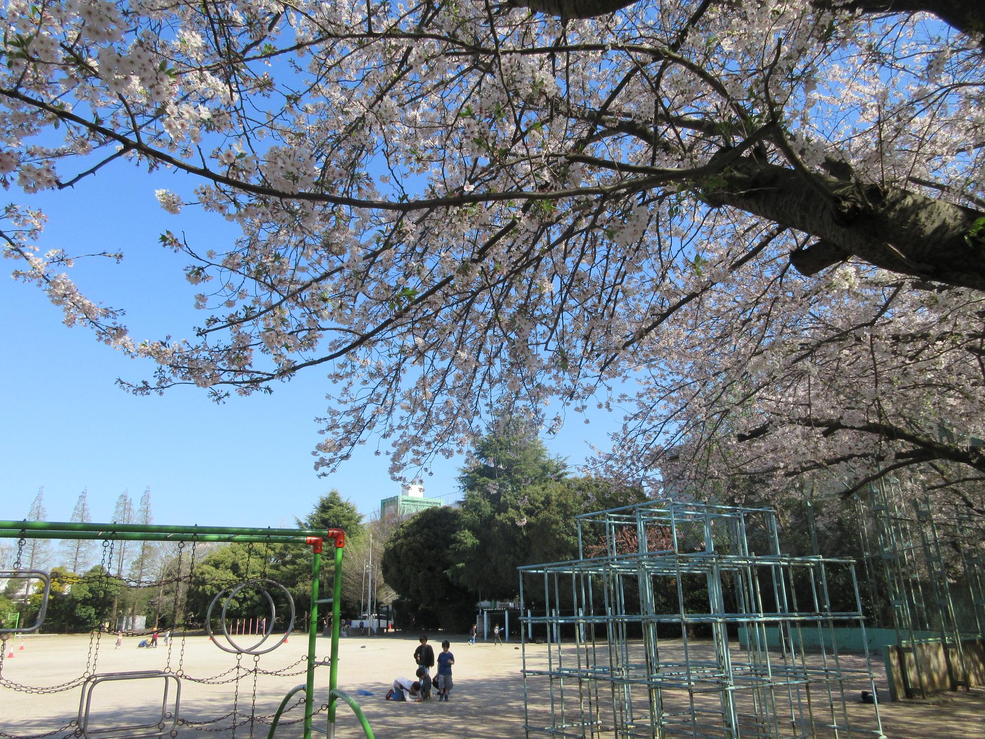 満開の桜（校庭）