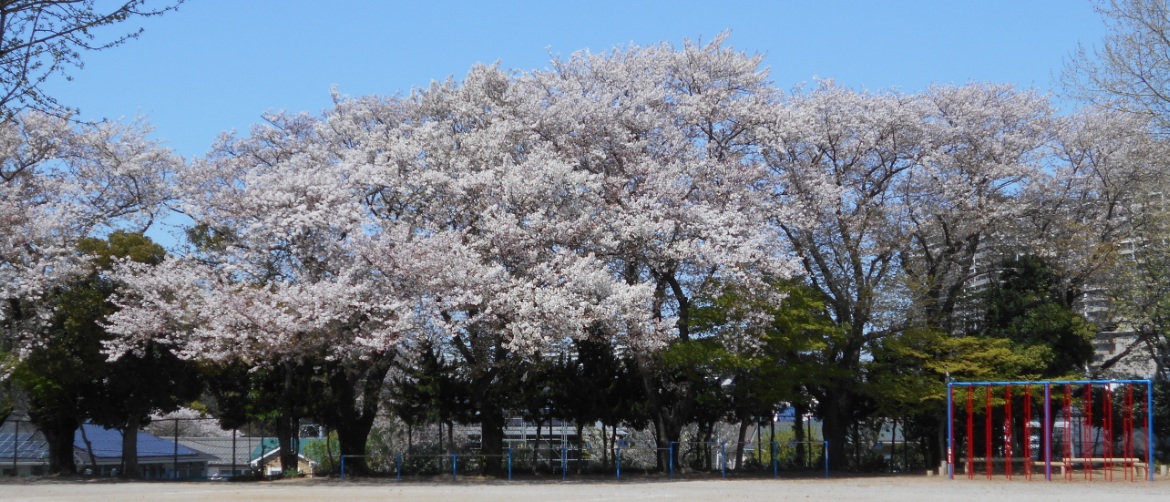 sakura