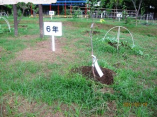 果樹園6年