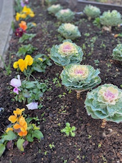 正門前の葉牡丹