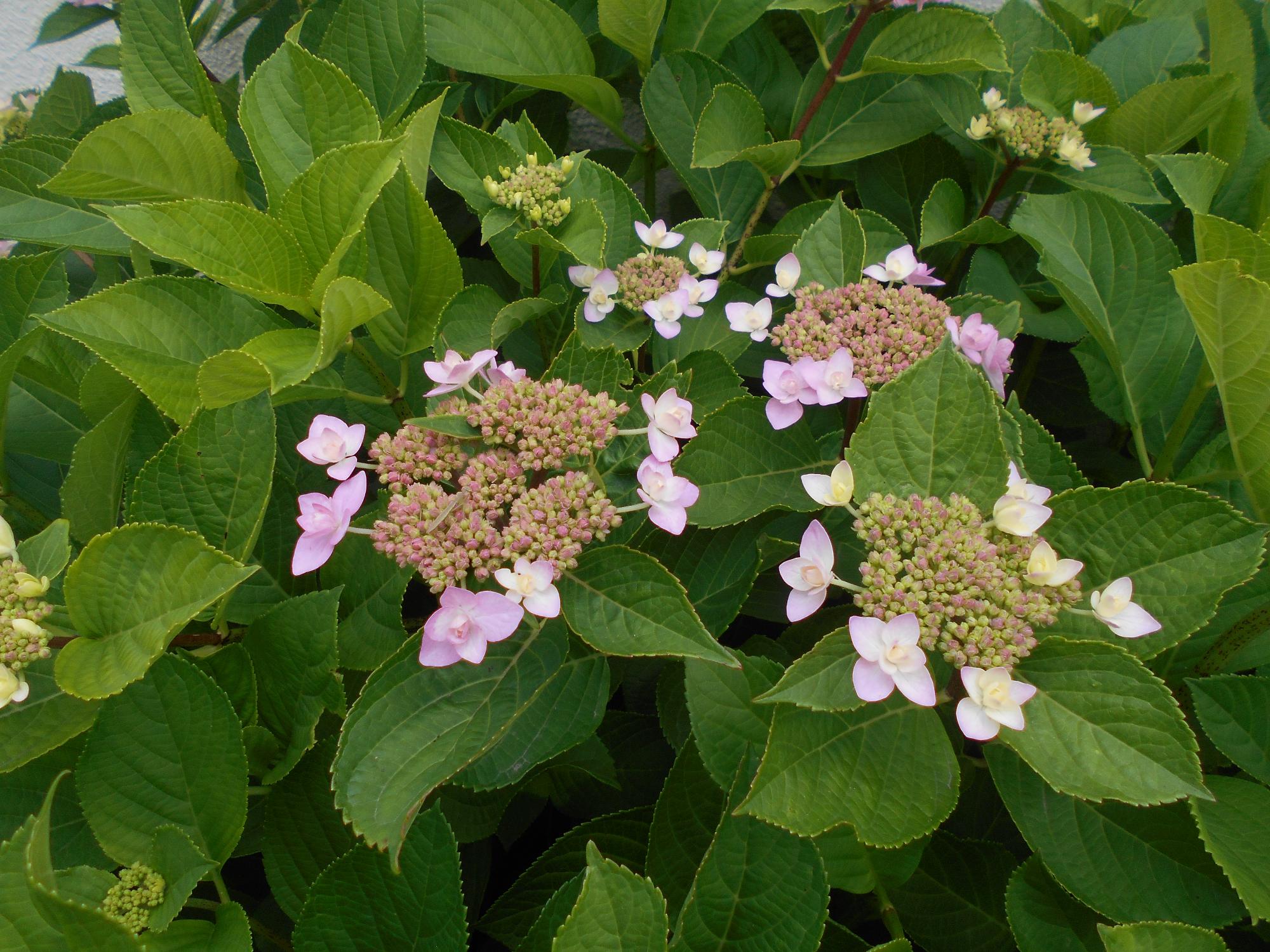 アジサイの花