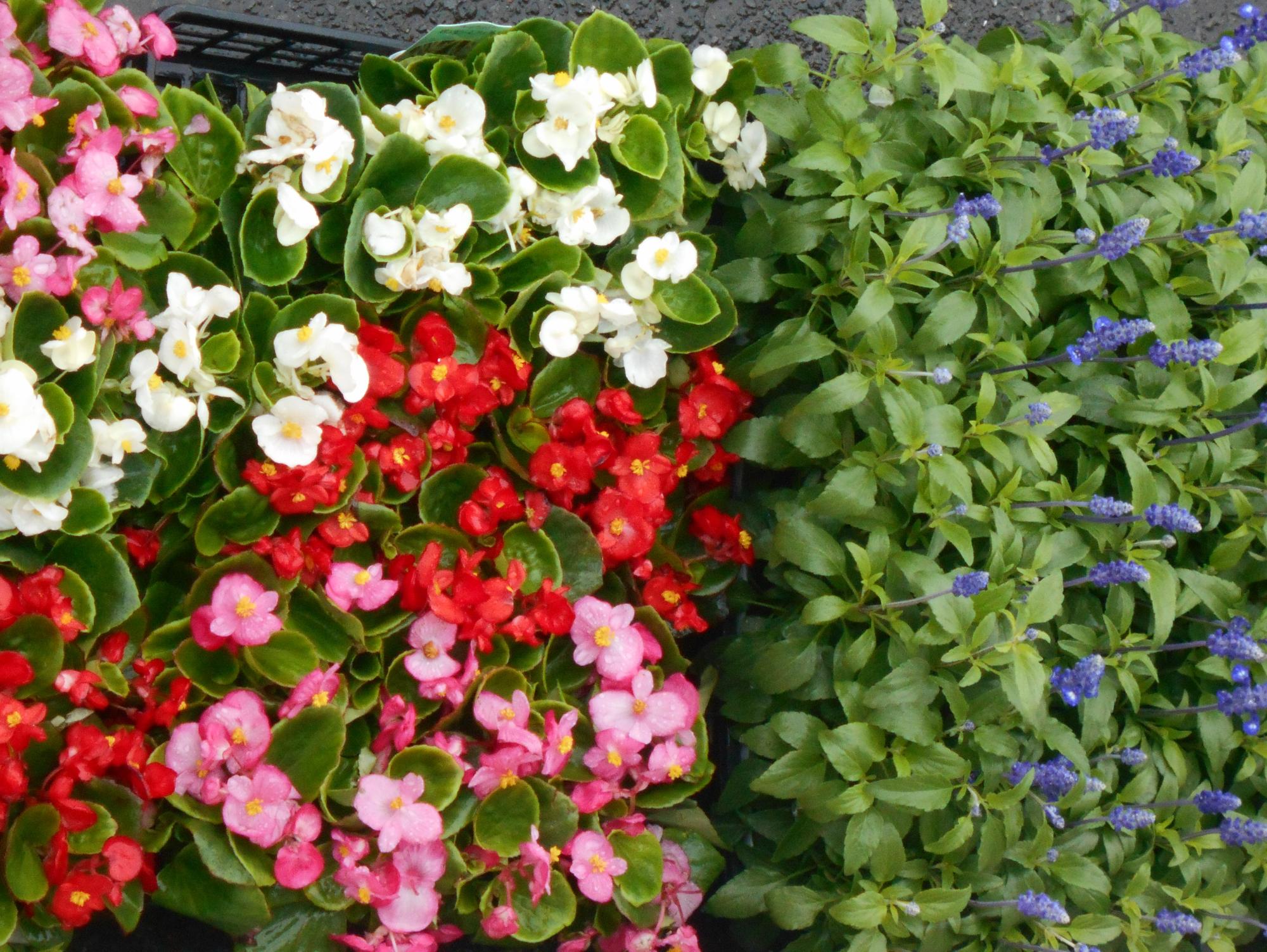 花壇に植えるための花々
